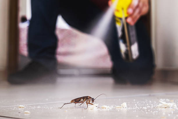 Best Spider Control Near Me  in Colchester, IL